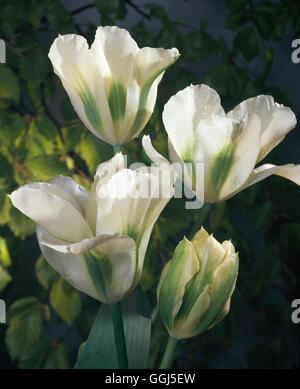 Tulipa - `Spring Green' (Late-flowering Viridiflora)   BUL074605 Stock Photo